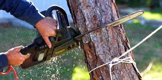 Best Root Management and Removal  in Woodsboro, MD