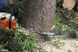 Best Commercial Tree Services  in Woodsboro, MD