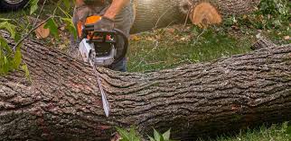 Best Tree Mulching  in Woodsboro, MD